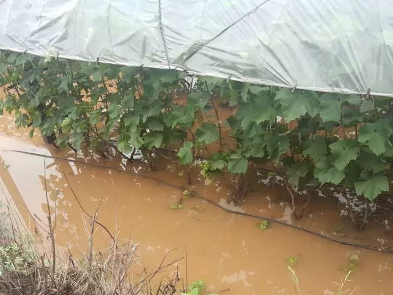 土壤水势测定仪可检测任意点的土壤湿度