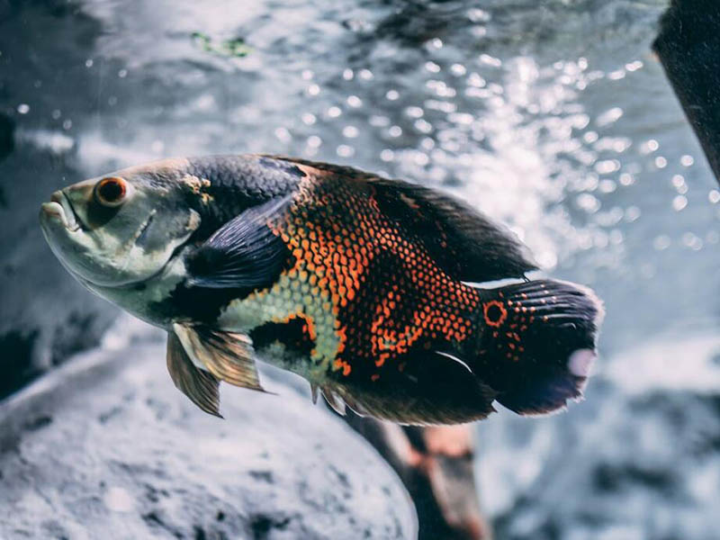 水质硫化氢检测仪怎么用