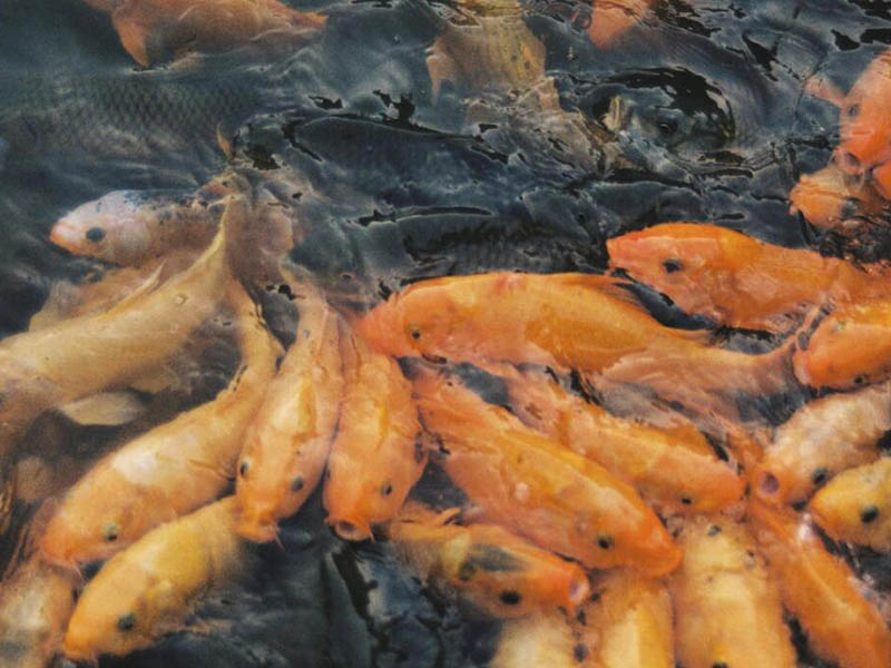 水产品抗生素检测仪原理