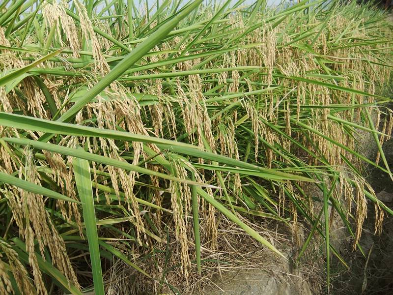 稻麦考种系统，可提供千粒重、面积等数据