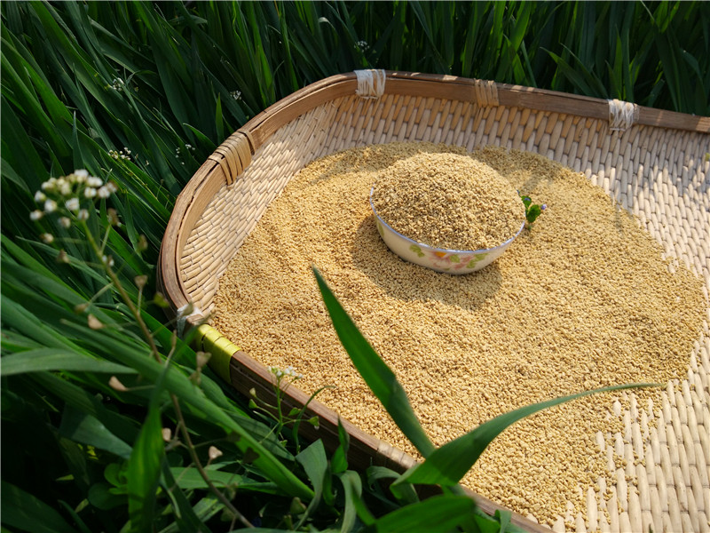 黄曲霉毒素检测仪，可检测食品安全