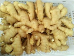 生姜长势不好，科学施肥才是关键