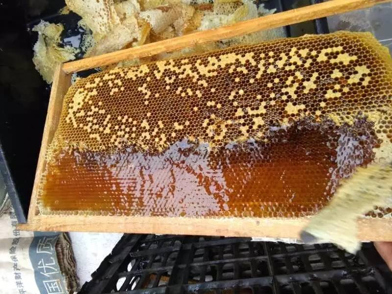 蜂蜜检测设备可用于测定蜂蜜品质