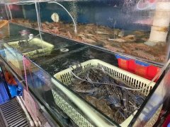 鱼虾兽药残留检测系统可以检测什么？